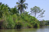 Tortuguero-Nationalpark