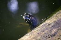 Schildkröte in der Hotelanlage Mawamba Lodge