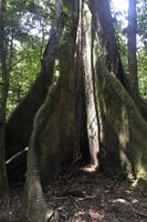 Tortuguero-Nationalpark