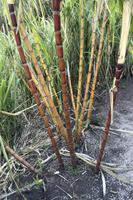 Kaffee-, Kakao- und Zuckerrohrtour