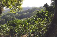 Kaffee-, Kakao- und Zuckerrohrtour