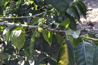 Kaffee-, Kakao- und Zuckerrohrtour