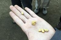 Kaffee-, Kakao- und Zuckerrohrtour