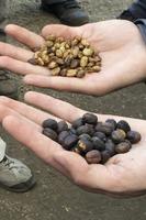 Kaffee-, Kakao- und Zuckerrohrtour