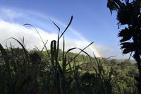 Kaffee-, Kakao- und Zuckerrohrtour