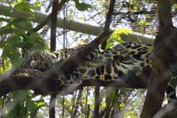 Tieraufzuchtstation Las Pumas