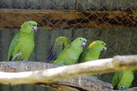 Tieraufzuchtstation Las Pumas