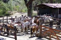 Hacienda Guachipelin in Rincon de la Vieja