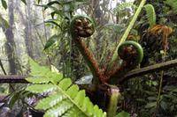 Pflanzen Costa Ricas