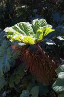 Pflanzen Costa Ricas