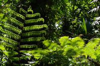 Pflanzen Costa Ricas