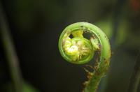 Pflanzen Costa Ricas