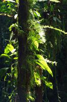 Pflanzen Costa Ricas