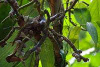 Pflanzen Costa Ricas