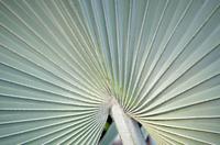 Pflanzen Costa Ricas