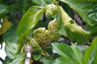 Früchte Costa Ricas