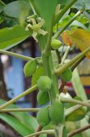 Früchte Costa Ricas