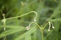 Pflanzen Costa Ricas