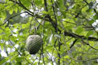 Früchte Costa Ricas