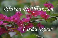 Blüten & Pflanzen Costa Ricas