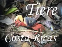 Tiere Costa Ricas