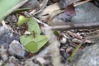 Blattschneide-Ameisen