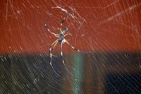 Goldene Seidenspinne