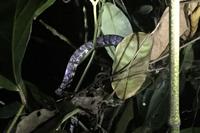 Schlange in der Nacht