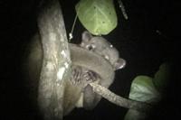 Nachtaktiver Wickelbär