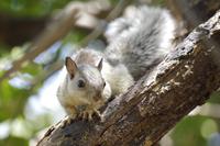 Costa Rica Hörnchen