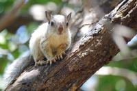Costa Rica Hörnchen