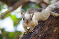 Costa Rica Hörnchen