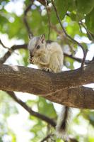 Costa Rica Hörnchen