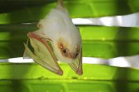 Weiße Fledermaus oder Gelbohr-Fledermaus