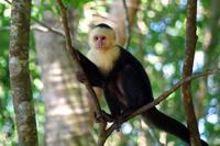 Kapuzineraffe