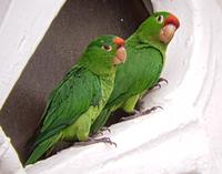 17 Tage Rundreise Costa Rica – einzigartige Naturreise San José – Vulkane Poas & Arenal – Braulio Carrillo NP – Cahuita NP – Tortuguero NP – Monteverde – Santa Elena – Carara NP – Marino Ballen (143)