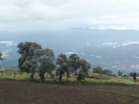 17 Tage Rundreise Costa Rica – einzigartige Naturreise San José – Vulkane Poas & Arenal – Braulio Carrillo NP – Cahuita NP – Tortuguero NP – Monteverde – Santa Elena – Carara NP – Marino Ballen (181)