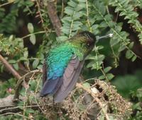 17 Tage Rundreise Costa Rica – einzigartige Naturreise San José – Vulkane Poas & Arenal – Braulio Carrillo NP – Cahuita NP – Tortuguero NP – Monteverde – Santa Elena – Carara NP – Marino Ballen (183)