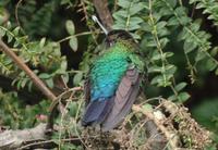 17 Tage Rundreise Costa Rica – einzigartige Naturreise San José – Vulkane Poas & Arenal – Braulio Carrillo NP – Cahuita NP – Tortuguero NP – Monteverde – Santa Elena – Carara NP – Marino Ballen (184)