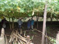 17 Tage Rundreise Costa Rica – einzigartige Naturreise San José – Vulkane Poas & Arenal – Braulio Carrillo NP – Cahuita NP – Tortuguero NP – Monteverde – Santa Elena – Carara NP – Marino Ballen (199)