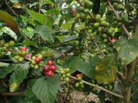 17 Tage Rundreise Costa Rica – einzigartige Naturreise San José – Vulkane Poas & Arenal – Braulio Carrillo NP – Cahuita NP – Tortuguero NP – Monteverde – Santa Elena – Carara NP – Marino Ballen (209)