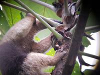 17 Tage Rundreise Costa Rica – einzigartige Naturreise San José – Vulkane Poas & Arenal – Braulio Carrillo NP – Cahuita NP – Tortuguero NP – Monteverde – Santa Elena – Carara NP – Marino Ballen (227)