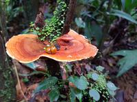 17 Tage Rundreise Costa Rica – einzigartige Naturreise San José – Vulkane Poas & Arenal – Braulio Carrillo NP – Cahuita NP – Tortuguero NP – Monteverde – Santa Elena – Carara NP – Marino Ballen (231)