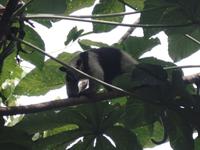 17 Tage Rundreise Costa Rica – einzigartige Naturreise San José – Vulkane Poas & Arenal – Braulio Carrillo NP – Cahuita NP – Tortuguero NP – Monteverde – Santa Elena – Carara NP – Marino Ballen (260)