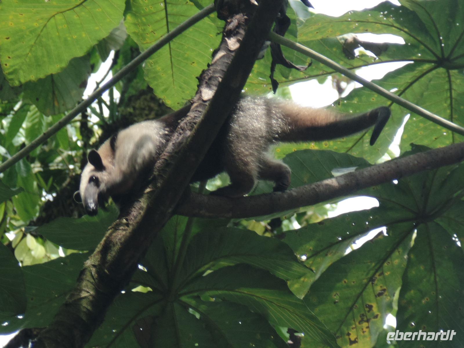 17 Tage Rundreise Costa Rica – einzigartige Naturreise San José – Vulkane Poas & Arenal – Braulio Carrillo NP – Cahuita NP – Tortuguero NP – Monteverde – Santa Elena – Carara NP – Marino Ballen (261)