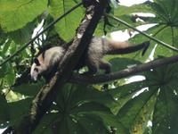 17 Tage Rundreise Costa Rica – einzigartige Naturreise San José – Vulkane Poas & Arenal – Braulio Carrillo NP – Cahuita NP – Tortuguero NP – Monteverde – Santa Elena – Carara NP – Marino Ballen (261)