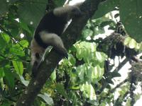 17 Tage Rundreise Costa Rica – einzigartige Naturreise San José – Vulkane Poas & Arenal – Braulio Carrillo NP – Cahuita NP – Tortuguero NP – Monteverde – Santa Elena – Carara NP – Marino Ballen (262)