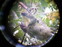 17 Tage Rundreise Costa Rica – einzigartige Naturreise San José – Vulkane Poas & Arenal – Braulio Carrillo NP – Cahuita NP – Tortuguero NP – Monteverde – Santa Elena – Carara NP – Marino Ballen (288)