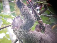 17 Tage Rundreise Costa Rica – einzigartige Naturreise San José – Vulkane Poas & Arenal – Braulio Carrillo NP – Cahuita NP – Tortuguero NP – Monteverde – Santa Elena – Carara NP – Marino Ballen (291)