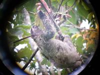 17 Tage Rundreise Costa Rica – einzigartige Naturreise San José – Vulkane Poas & Arenal – Braulio Carrillo NP – Cahuita NP – Tortuguero NP – Monteverde – Santa Elena – Carara NP – Marino Ballen (295)